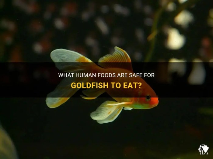 Can Goldfish Eat Human Food: A Guide to Safe Feeding