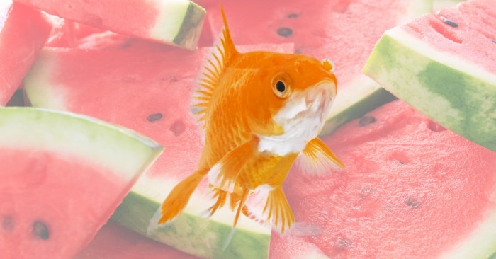 Can Goldfish Eat Watermelon: A Look at the Risks and Alternatives