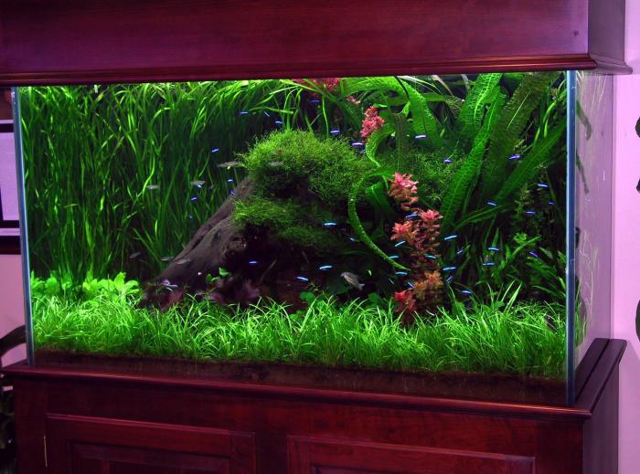 How to Make Aquarium Decorations: A Beginners Guide