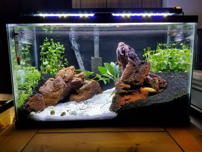 How to set up a 10 gallon aquarium