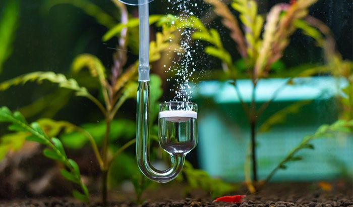 Do I Need Carbon in My Aquarium Filter?