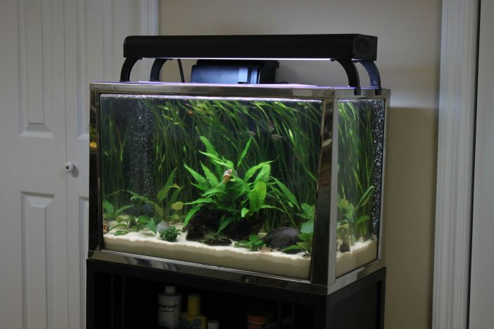 How to Set Up a 20 Gallon Fish Tank: A Beginners Guide