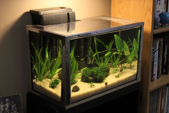 How to set up a 20 gallon fish tank