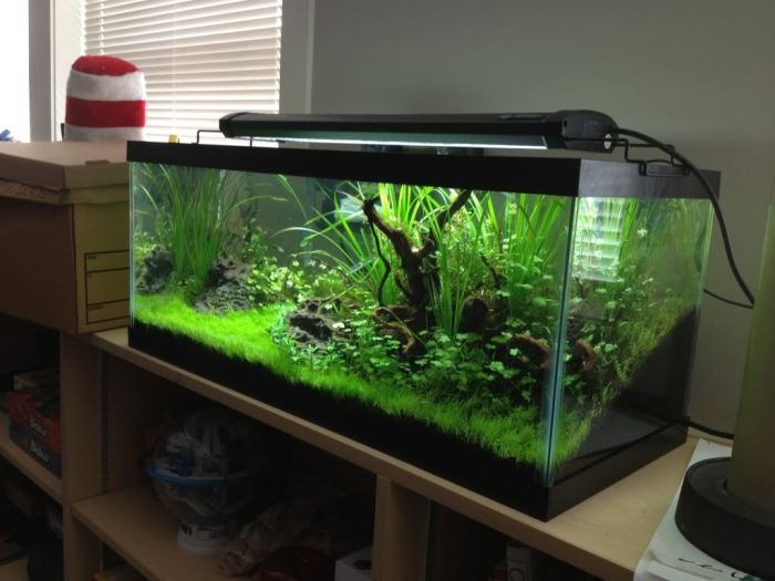 How to set up a 20 gallon fish tank