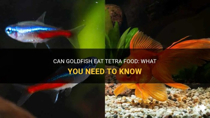 Can goldfish eat tetra food