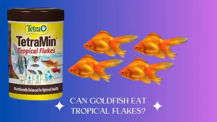 Can Goldfish Eat Tropical Flakes? A Dietary Dilemma