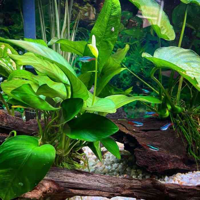 Tall Low Light Aquarium Plants: A Guide to Lush Underwater Gardens