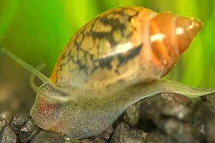 How to Get Rid of Bladder Snail Eggs: A Guide for Aquarium Owners