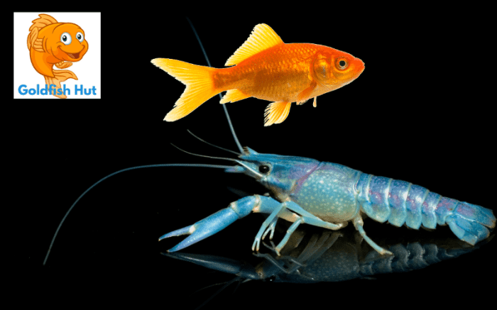 Can Crayfish Live with Goldfish? A Guide to Compatibility