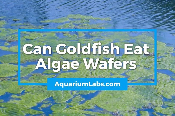 Can Goldfish Eat Algae Wafers? A Diet Guide