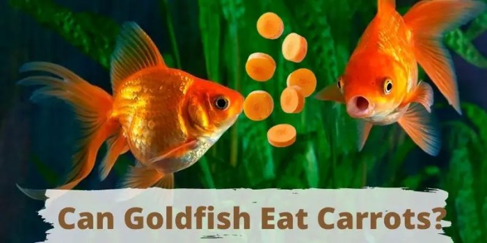 Can goldfish eat carrots