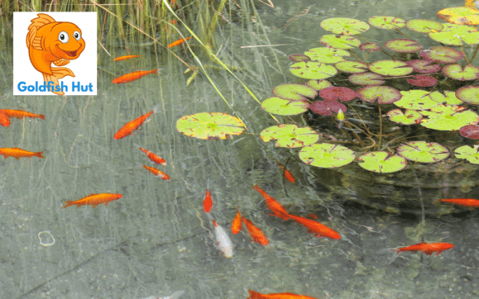 Can Goldfish Live in a Pond? A Guide to Pond Keeping