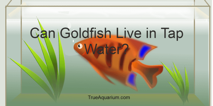 Can goldfish go in tap water