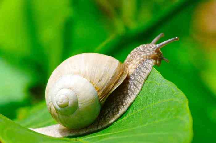 Can Mystery Snails Survive Out of Water?