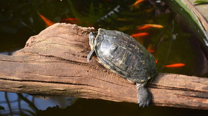 Can Turtles Live with Goldfish: Compatibility and Care Considerations