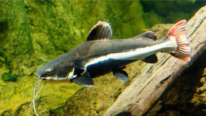 Can Redtail Catfish Live in Cold Water?