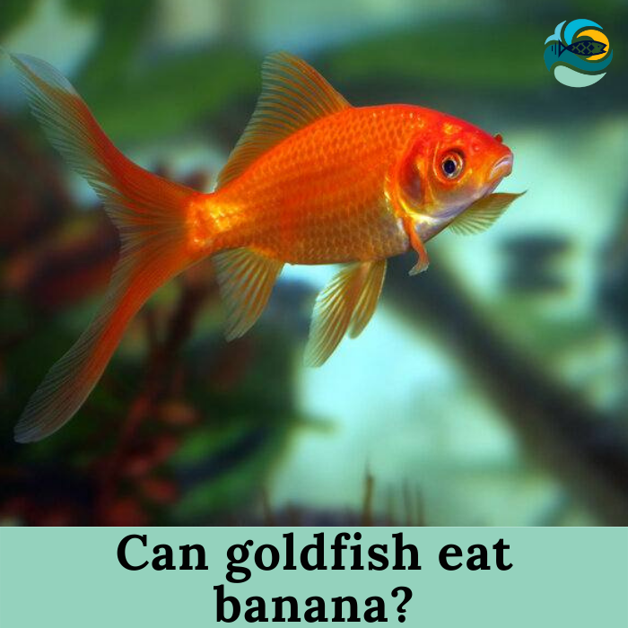 Goldfish eat prepare