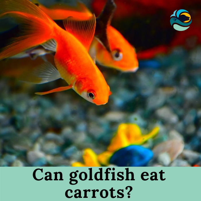 Can Goldfish Eat Carrots: A Guide to Safe Veggie Treats