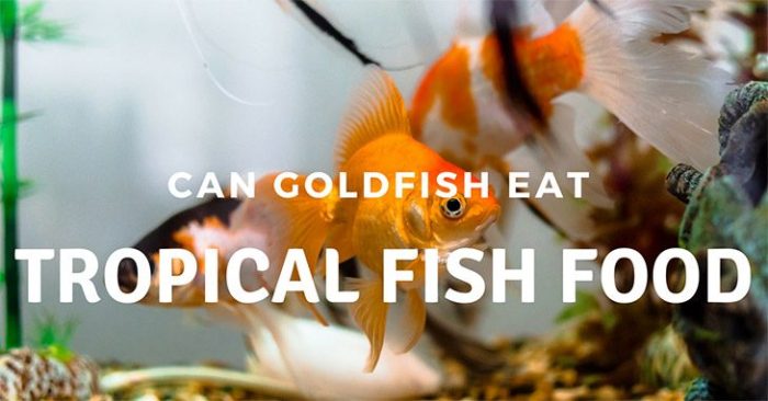 Can Goldfish Eat Tropical Fish Food? A Dietary Dilemma