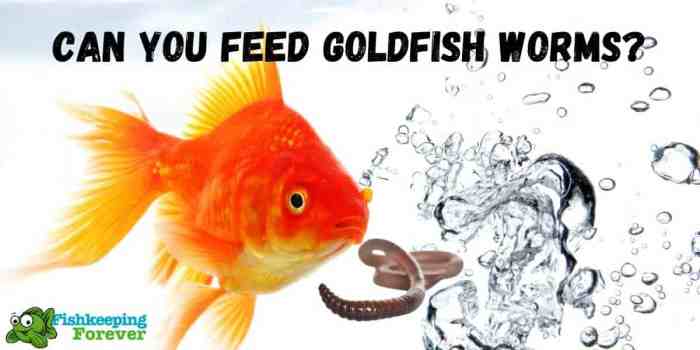 Can goldfish eat worms