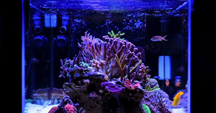 How to choose an aquarium light bringing colors to life