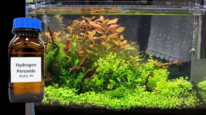 Cleaning Aquarium Plants with Hydrogen Peroxide: A Guide