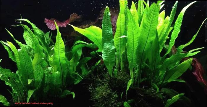 How to attach java fern to rock