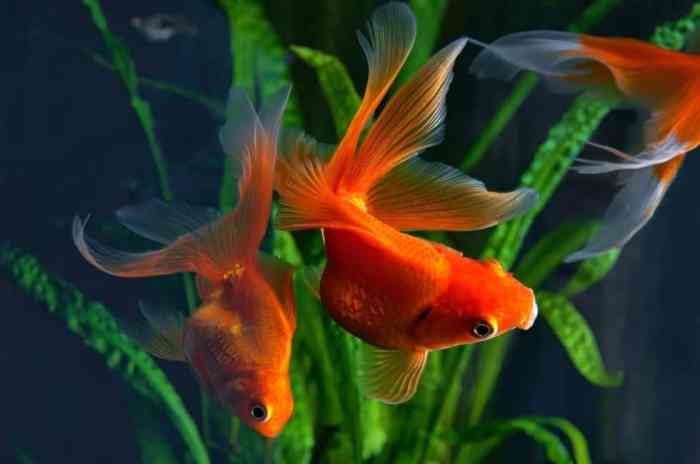 Can goldfish live in warm water