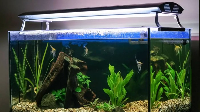 How Much Light Do Aquarium Plants Need to Thrive?