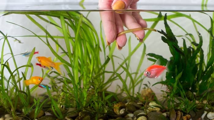 How to Clean Live Aquarium Plants: A Guide to Healthy Tanks