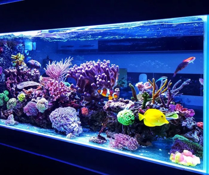 How to Clean a 75 Gallon Fish Tank: A Step-by-Step Guide