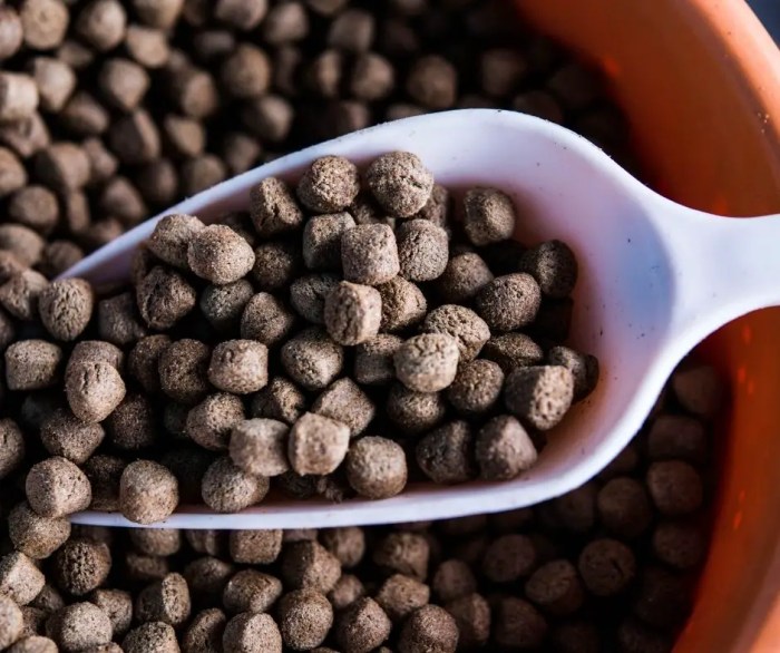 How to Make Fish Food Pellets: A DIY Guide