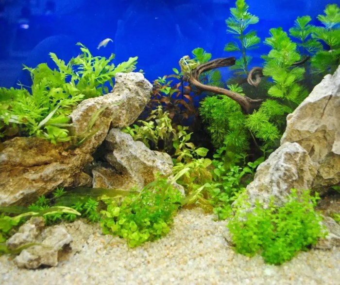 How to Make Your Own Aquarium Decorations