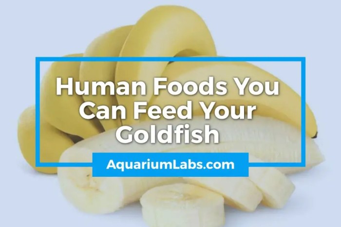 Can goldfish eat human food