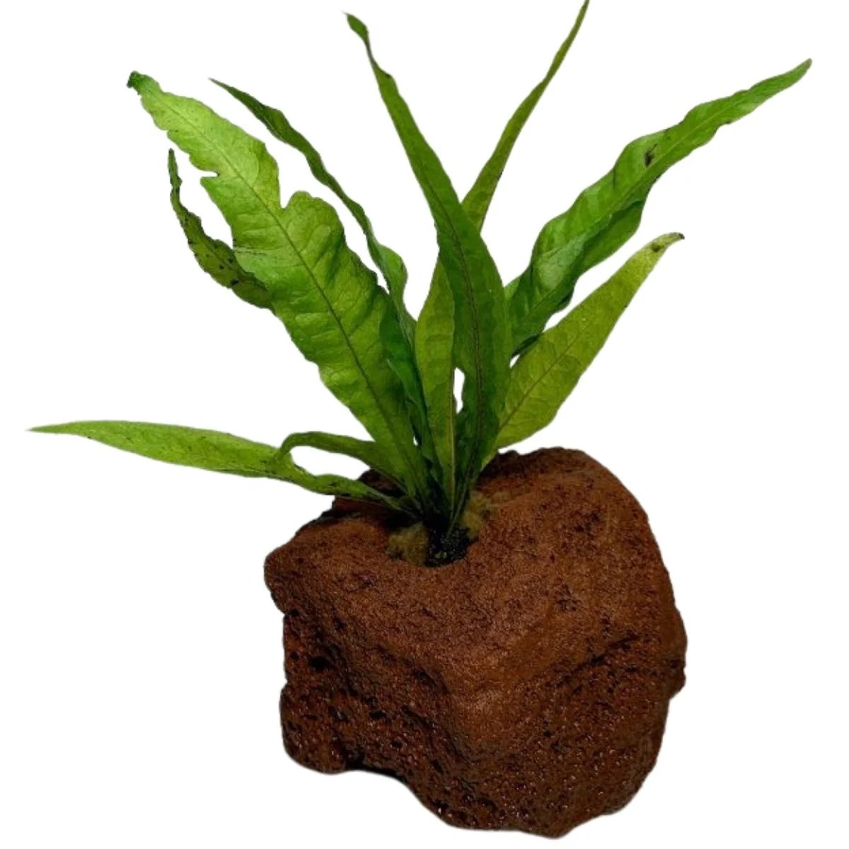 How to Attach Java Fern to Rock: A Beginners Guide