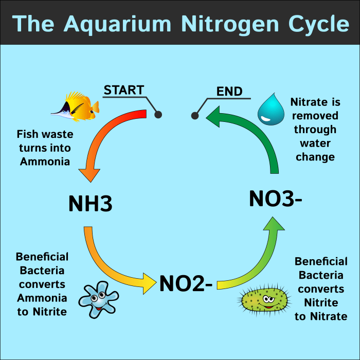 Lowering Nitrates in a Freshwater Aquarium: A Guide to Healthy Fish