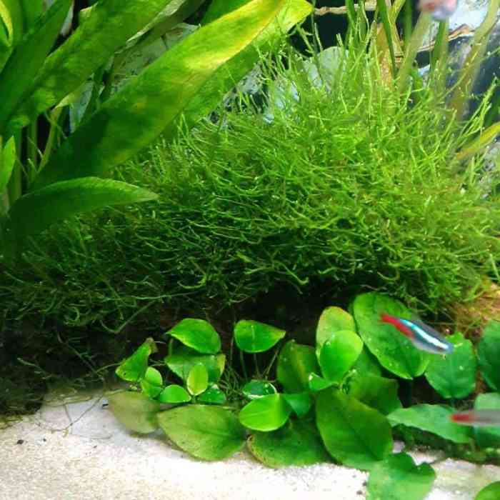 Tall low light aquarium plants