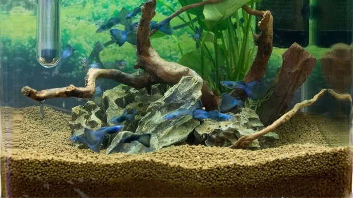 Planted Aquarium Substrate Layers: Building a Healthy Ecosystem