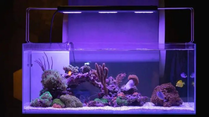 Cheap Aquarium Lighting for Plants: Grow Lush Aquascapes on a Budget