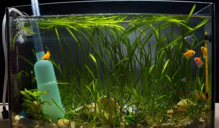 Where to Place Powerheads in a Freshwater Aquarium