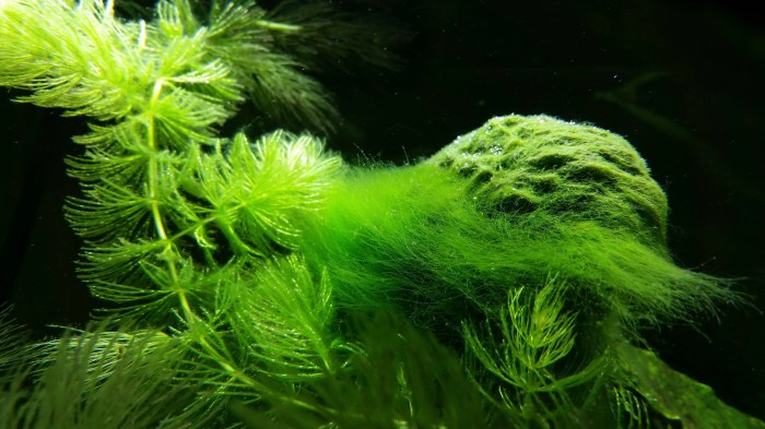 How to Get Rid of Blue-Green Algae in a Planted Aquarium