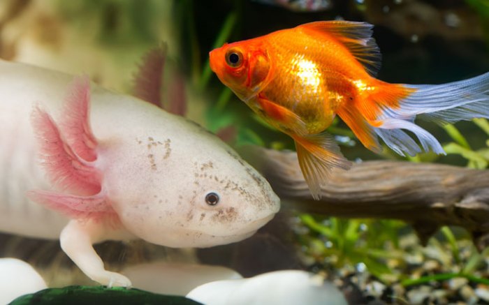 Can goldfish live with axolotls