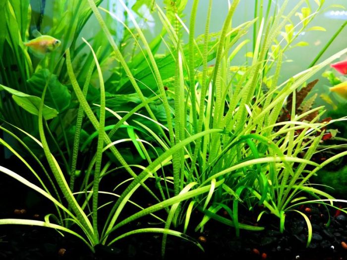 Tall Low Light Aquarium Plants: Thriving in Shade