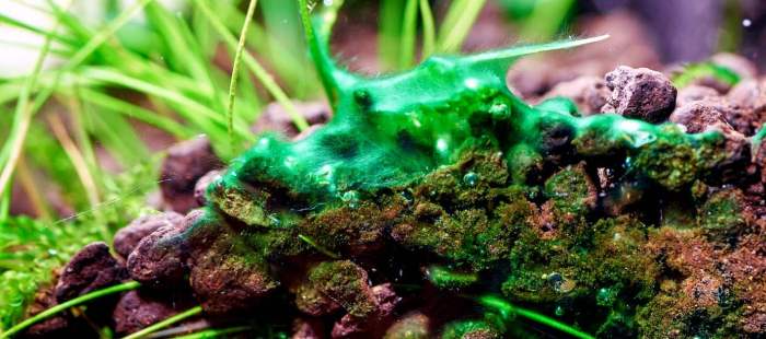 How to get rid of blue green algae in a planted aquarium