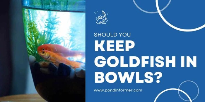 Can Goldfish Live in a Bowl? The Truth About Their Needs