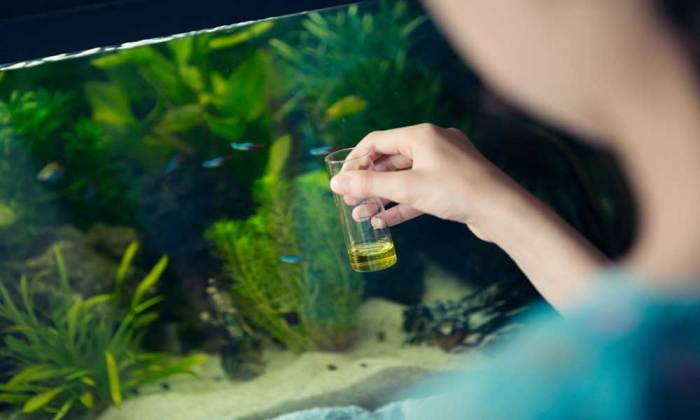 How to Clean Aquarium Glass White Residue: A Guide to Crystal Clear Viewing