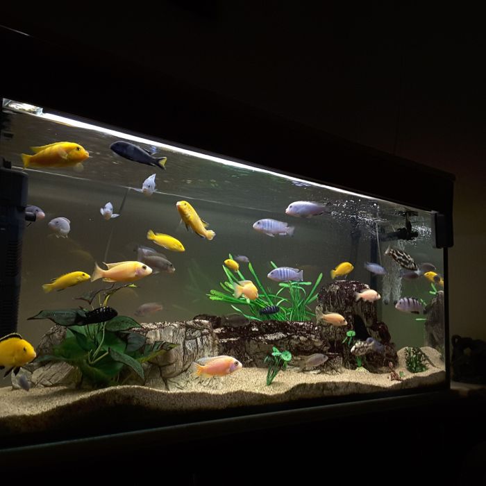 Best aquarium light to prevent algae