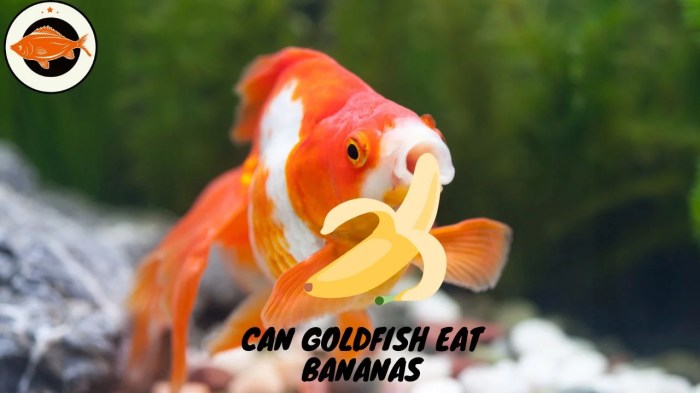 Can Goldfish Eat Bananas: A Look at the Risks and Alternatives