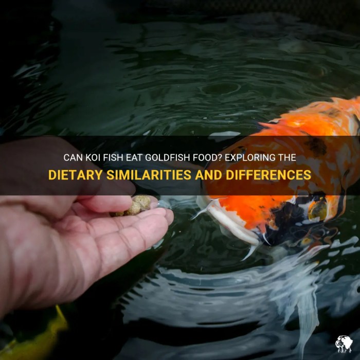 Can Goldfish Eat Koi Food? A Nutritional Breakdown