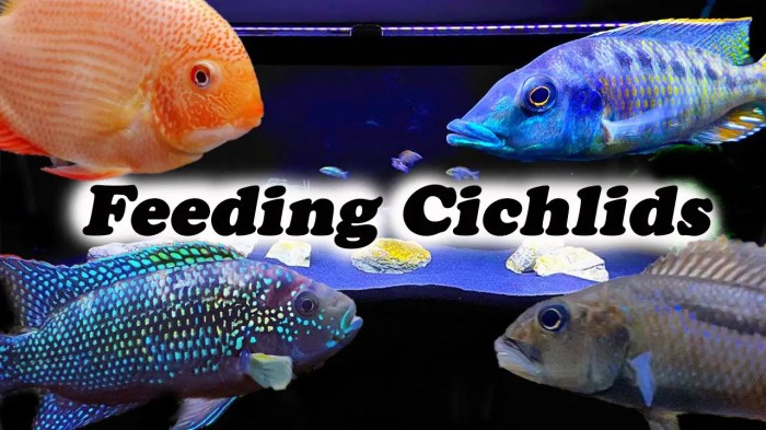 Can Goldfish Eat Cichlid Food?